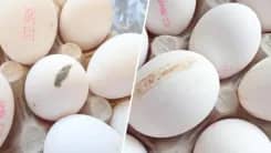 Phát hiện trứng tại Lidl dính máu, phân và nấm mốc, nhiều quả bị nứt