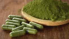 Chính phủ Séc siết chặt quản lý kratom: Nâng độ tuổi mua lên 21 và cấm bán qua mạng
