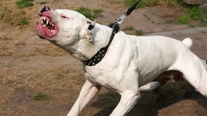 Bé gái 6 tuổi bị chó pitbull tấn công tại Plzeň phải nhập viện điều trị