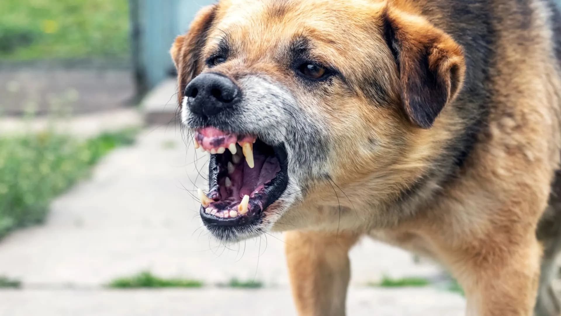 Tại Zlín, bé trai bị chó cắn trọng thương ở vùng mặt, được trực thăng cứu hộ đưa đi cấp cứu