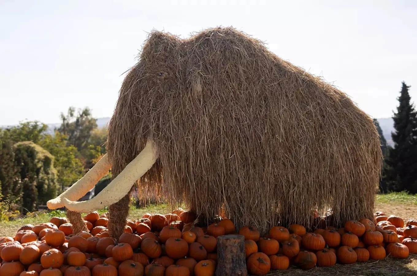 Vườn Bách thảo Praha tổ chức Halloween với lễ hội đèn lồng và thế giới khủng long vào ngày 31/10