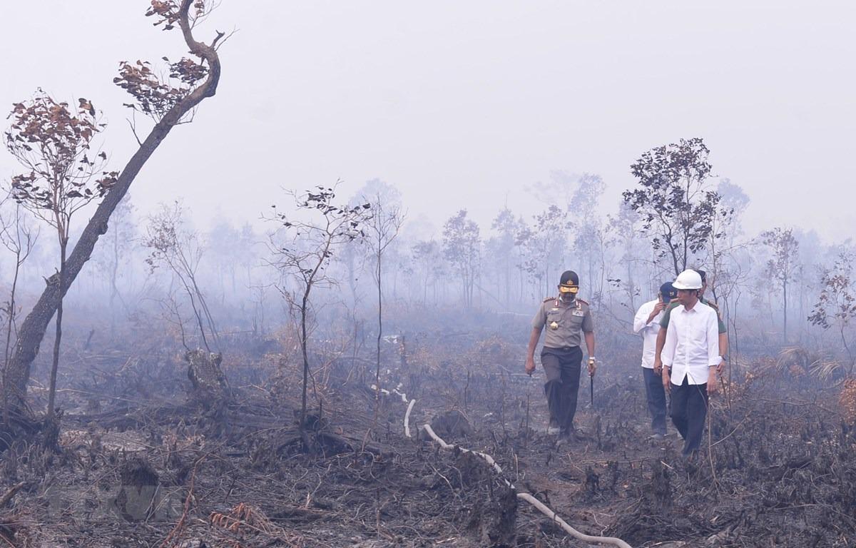 Indonesia đóng cửa trường học do khói mù từ cháy rừng