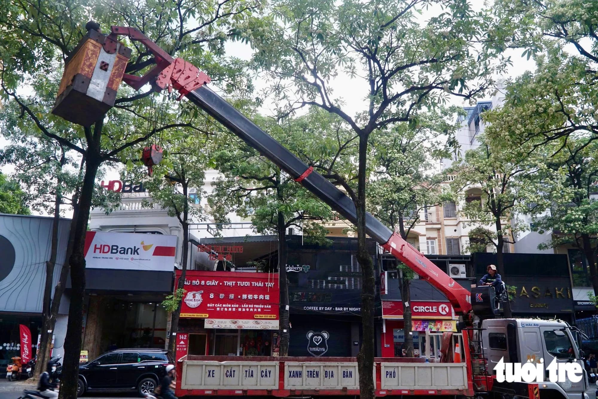 Công nhân cầm kéo cắt bớt hoa sữa trên phố Hà Nội