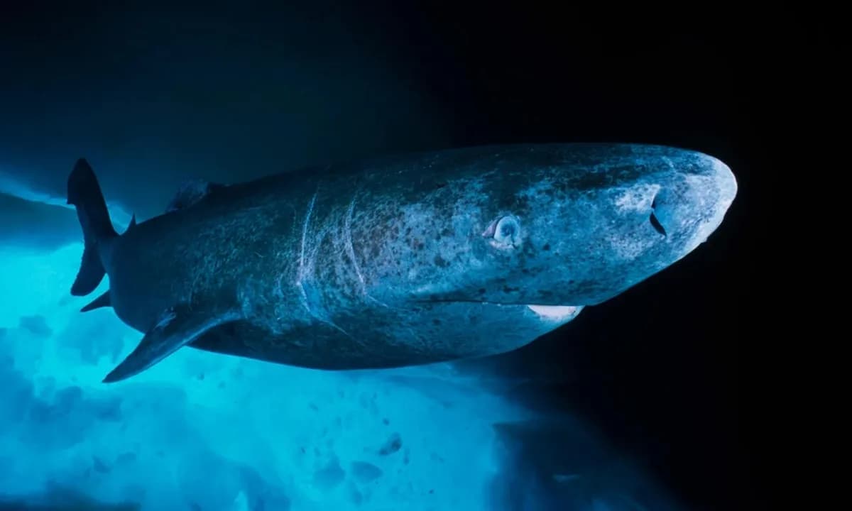 Cuộc đối đầu giữa ngư dân Greenland và loài cá mập bí ẩn