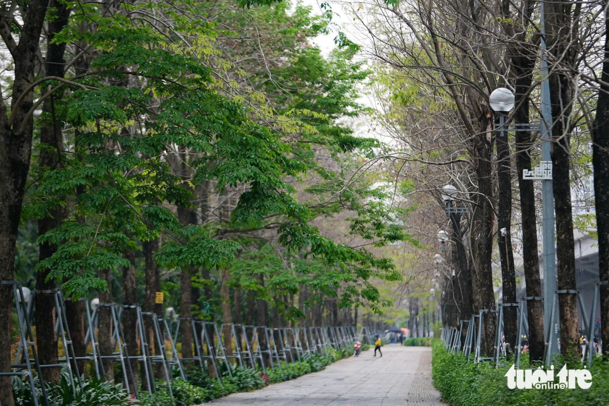 Hà Nội định hướng mỗi đường phố một loại cây