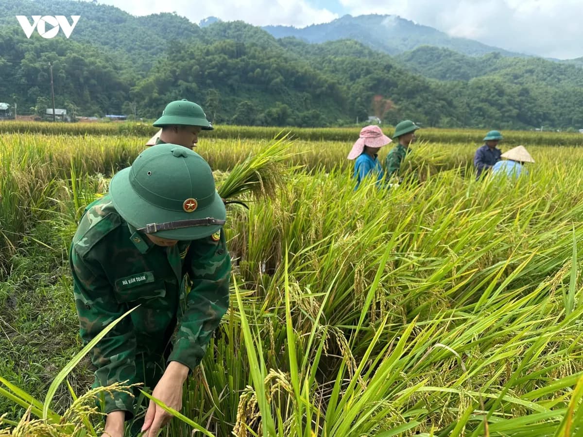 Những bước chân người lính Biên phòng trên đồng lúa biên cương