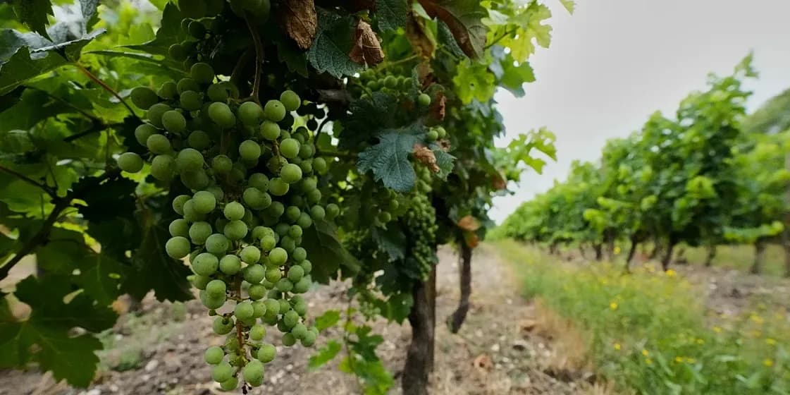 Mắc kẹt giữa “làn đạn”: Cognac trả giá cho các cuộc chiến thương mại của châu Âu