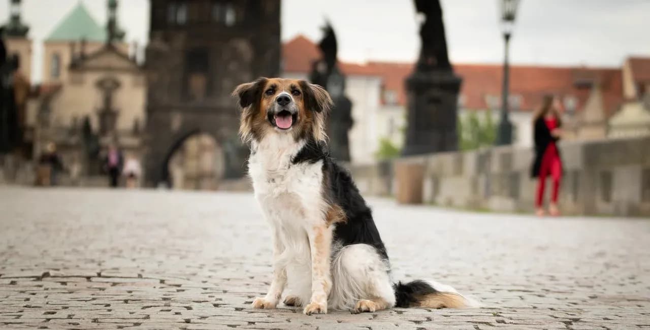 Praha lọt top 10 thành phố thân thiện với loài chó nhất châu Âu