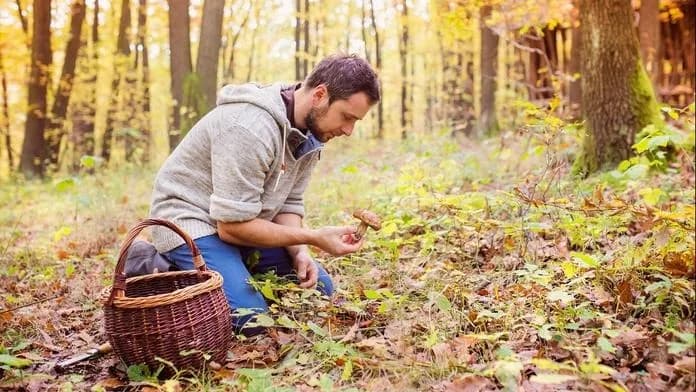 Gia tăng số vụ người hái nấm bị lạc, cảnh sát Séc đưa ra khuyến cáo