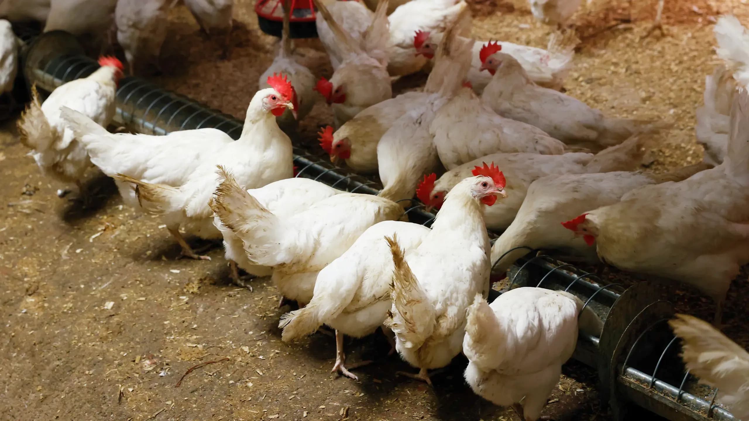 Thú y Séc tiêu hủy đàn gà ở Českobudějovicko vì salmonella